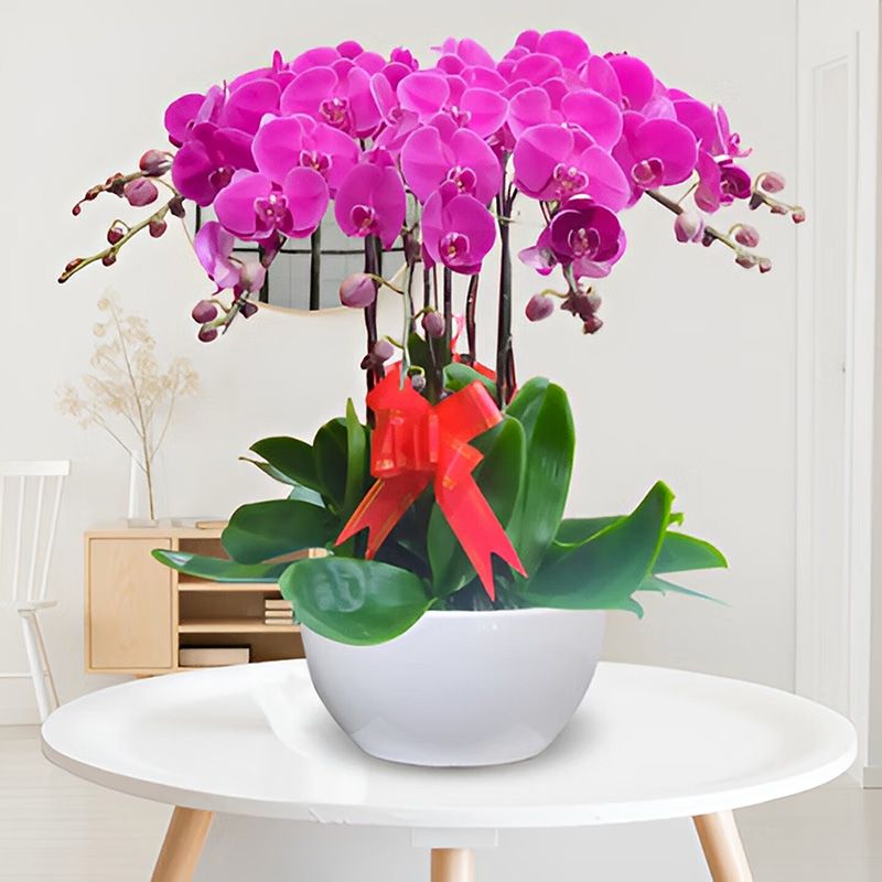 Butterflies welcome the dawn. 8 butterfly orchids - Send corporate gifts to China