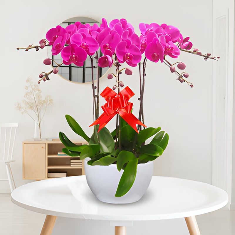 6-Stem Phalaenopsis Orchid Pot | Prosperous New Journey
