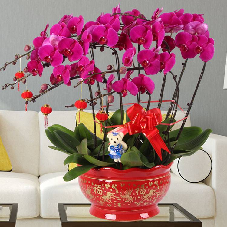 12-Stem Red Phalaenopsis Orchid in Red Ceramic Pot | Prosperity & Good Fortune - Send good luck flowers to China