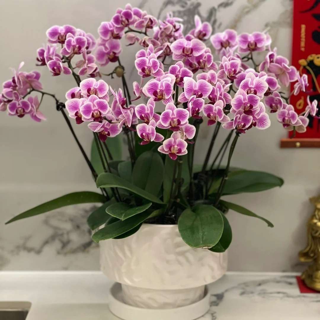 8-Stem Phalaenopsis Orchid | Blossom Years - Send good luck flowers to China