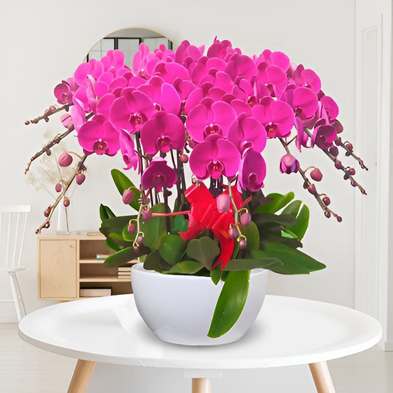 12-Stem Phalaenopsis Orchid | Twelve Chapters · Butterfly New Era