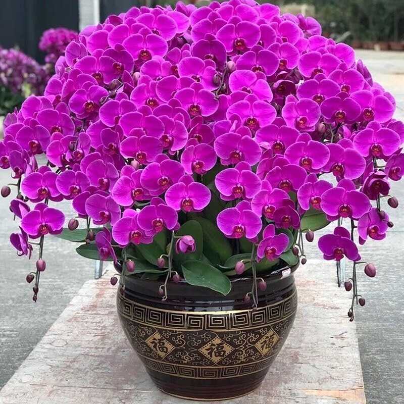 28-Stem Phalaenopsis Orchid | Purple Mist from the East · Prosperity & Lasting Fortune