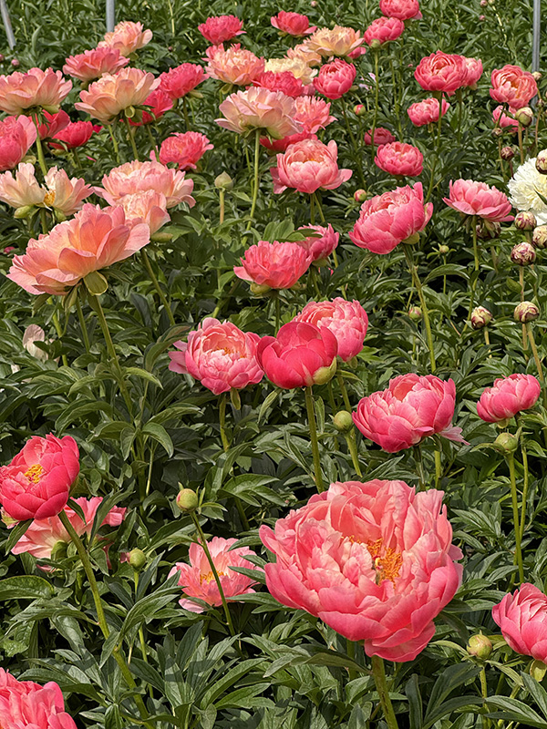 How to Care For Your Flowers